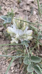 Hedysarum candidum