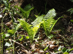 Matteuccia struthiopteris