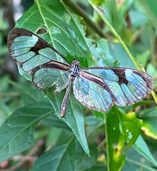 Ithomia drymo