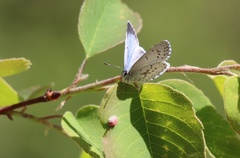Celastrina asheri