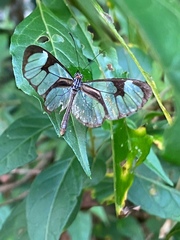Ithomia drymo