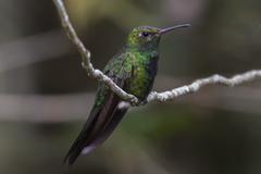 Riccordia swainsonii