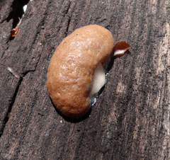 Reticularia intermedia