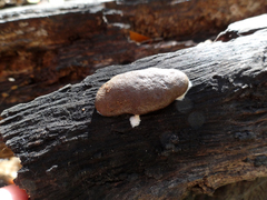 Reticularia intermedia