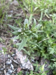 Buglossoides arvensis arvensis