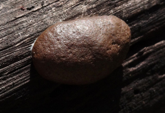 Reticularia intermedia