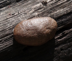 Reticularia intermedia