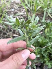 Buglossoides arvensis arvensis