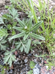 Buglossoides arvensis arvensis