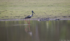 Ephippiorhynchus asiaticus