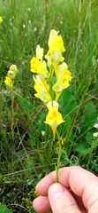 Linaria macroura