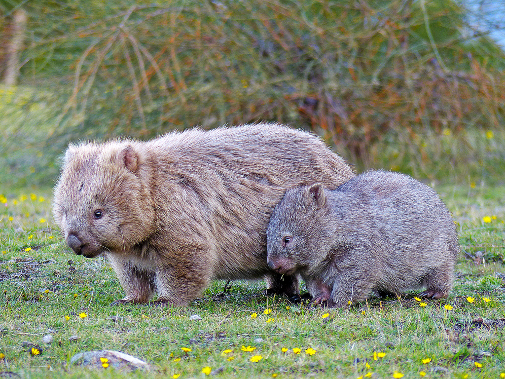 Common Wombat Facts Wombat Caca ORTTS