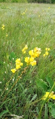 Linaria macroura
