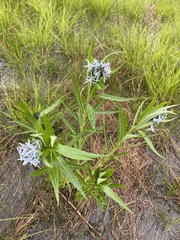 Amsonia illustris
