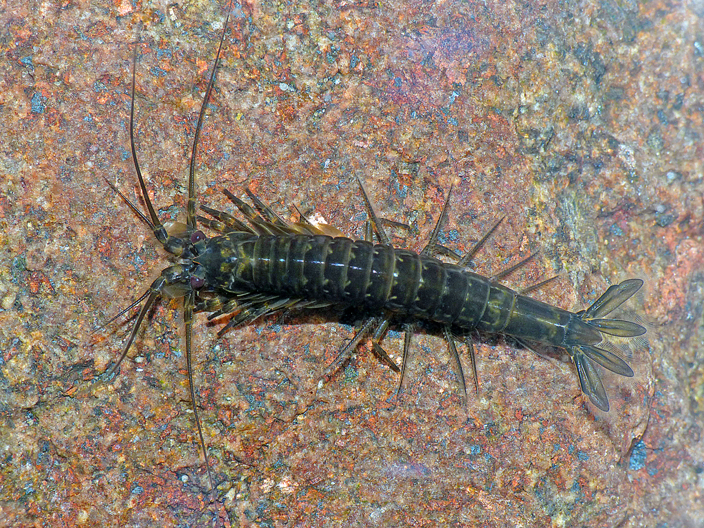Anaspidacea