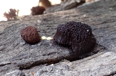 Stemonitis axifera