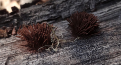 Stemonitis axifera