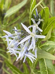 Amsonia illustris
