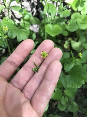 Ranunculus abortivus