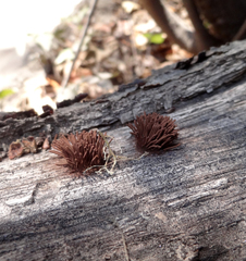 Stemonitis axifera