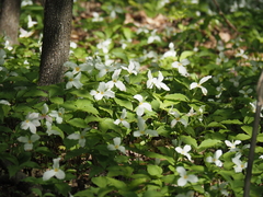 Trillium grandiflorum