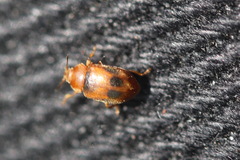 Coccidula scutellata