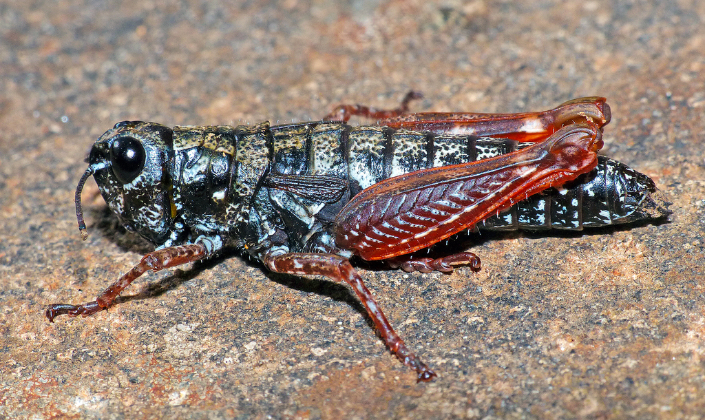 Tasmanalpina