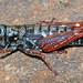 Tasmanian Velvet Grasshopper - Photo (c) Simon Grove, some rights reserved (CC BY-NC), uploaded by Simon Grove (TMAG)