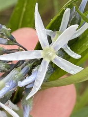 Amsonia illustris