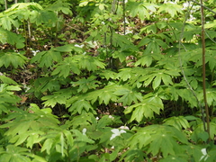 Podophyllum peltatum