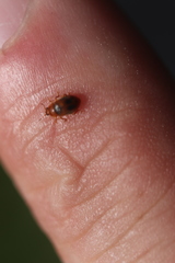 Coccidula scutellata