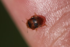 Coccidula scutellata