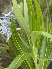 Amsonia illustris
