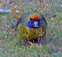 Platycercus caledonicus