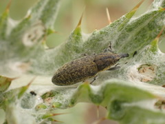 Lixus cardui