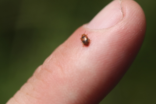 Photo of Spotted Marsh Ladybird (Coccidula scutellata)