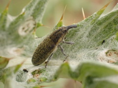 Lixus cardui