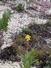 Erysimum teretifolium
