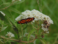 Castilia eranites