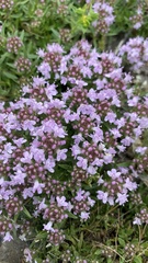 Thymus tauricus