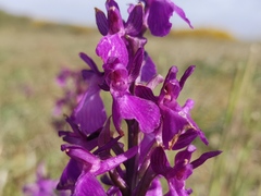 Anacamptis × alata