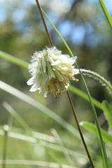 Trifolium eriocephalum