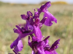 Anacamptis × alata