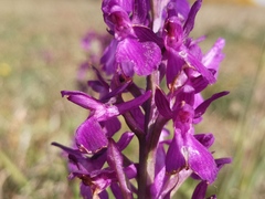 Anacamptis × alata