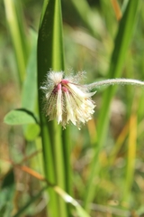 Trifolium eriocephalum