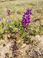 Anacamptis × alata