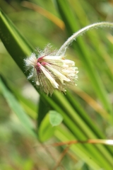 Trifolium eriocephalum