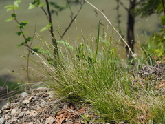 Carex eburnea