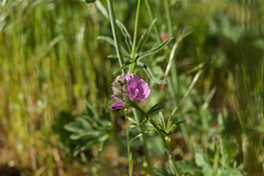 Sidalcea ranunculacea