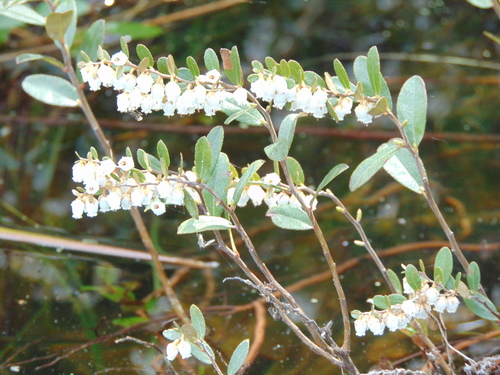 leatherleaf